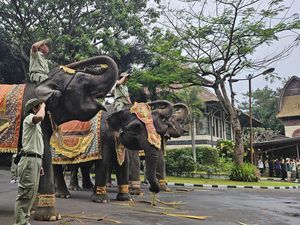 Kompak, Gajah Ikut Beri Hormat Saat Merah Putih Berkibar di Bali Safari Kompak, Gajah Ikut Beri Hormat Saat Merah Putih Berkibar di Bali Safari