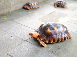 8 Makanan Kura-Kura, Jangan Diberi Sembarangan agar Tetap Sehat