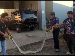 Ular Piton 4 Meter Masuk Permukiman Warga di Mamuju Lalu Mangsa Ternak