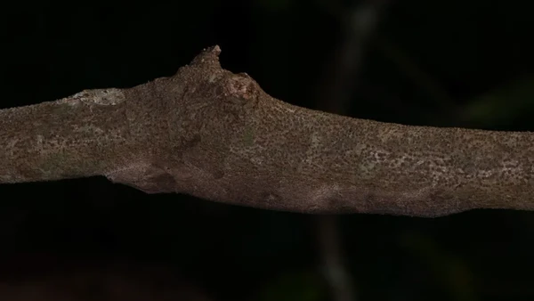 Analisis yang cermat akhirnya mengarah pada kesimpulan bahwa gecko itu adalah spesies baru dan diberi nama Uroplatus garamaso.