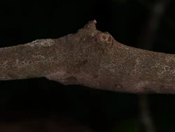 Tokek Spesies Baru yang Jago Nyamar