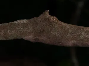 Tokek Spesies Baru yang Jago Nyamar Tokek Spesies Baru yang Jago Nyamar