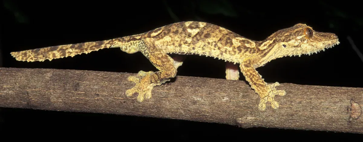 Analisis yang cermat akhirnya mengarah pada kesimpulan bahwa gecko itu adalah spesies baru dan diberi nama Uroplatus garamaso.