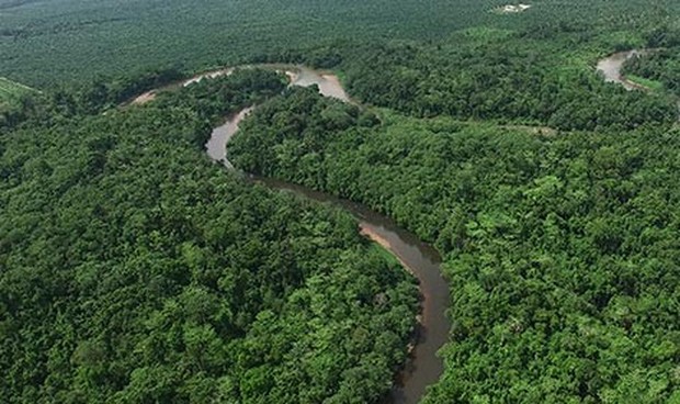 Hutan / Foto: orangutan.co,id Hutan