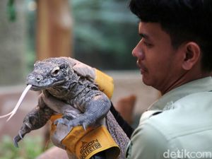 Igit Siswangki, Keeper TSI yang Tiga Kali Digigit Komodo Igit Siswangki, Keeper TSI yang Tiga Kali Digigit Komodo