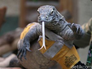 Tiga Satwa Nasional yang Menjadi Ikon Bangsa Indonesia, Sudah Tahu? Tiga Satwa Nasional yang Menjadi Ikon Bangsa Indonesia, Sudah Tahu?