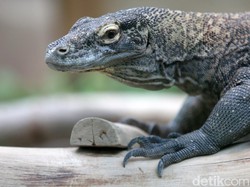 Komodo Ditemukan Terbungkus Kaus Kaki-Mulut Dilakban, 6 Orang Ditangkap