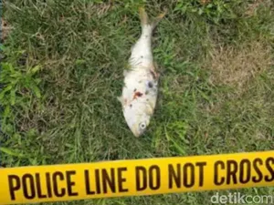 Ikan Jatuh dari Langit Bikin Aliran Listrik 1 Kawasan Terputus