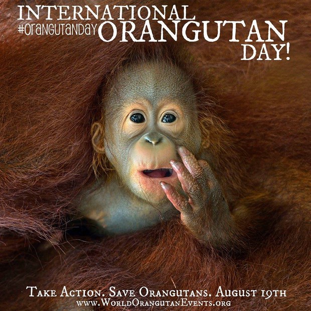 Ilustrasi Orangutan / Foto: redapes.org Ilustrasi Orangutan / Foto: redapes.org