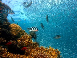 Seperti Burung yang Berkicau, Ikan Ternyata Juga Bernyanyi