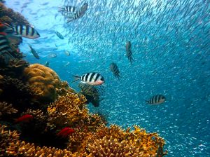 Seperti Burung yang Berkicau, Ikan Ternyata Juga Bernyanyi Seperti Burung yang Berkicau, Ikan Ternyata Juga Bernyanyi