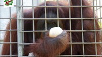 Manusia Bisa Lebih Jahat dari Iblis: Pony, Orang Utan yang Jadi Budak Seks