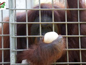 Viral Lagi, Ini Kisah Pony Orang Utan yang Diselamatkan dari Lokalisasi Viral Lagi, Ini Kisah Pony Orang Utan yang Diselamatkan dari Lokalisasi