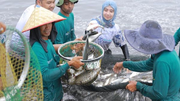 Melihat Panen Ikan Bandeng di Desa Meunasah Asan Aceh