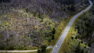 Pegunungan Harz Jerman Meranggas Dikunyah Kumbang