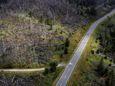 Pegunungan Harz Jerman Meranggas Dikunyah Kumbang