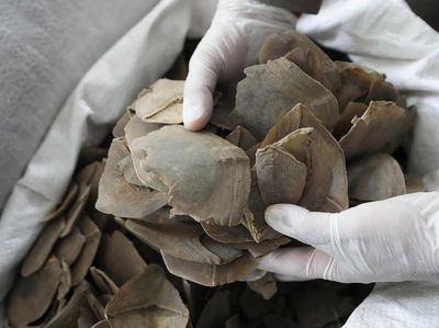 Polisi Thailand Sita 1 Ton Sisik Trenggiling Selundupan