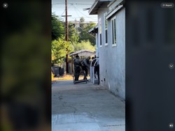 Ngeri! Wanita Ini Tak Sadar Ada Orang Asing Tinggal Berbulan-bulan di Rumahnya