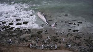 Seekor Paus Mati Terdampar di Peru