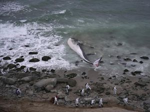 Seekor Paus Mati Terdampar di Peru Seekor Paus Mati Terdampar di Peru