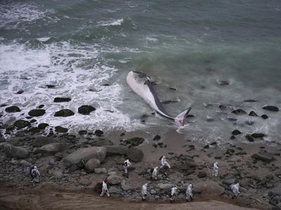 Seekor Paus Mati Terdampar di Peru