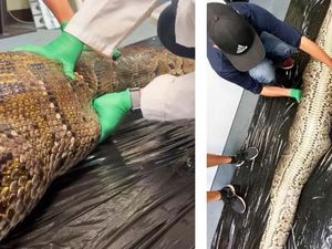 Ditemukan Aligator Utuh di Dalam Perut Ular Piton Ditemukan Aligator Utuh di Dalam Perut Ular Piton