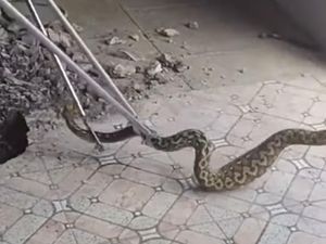 Garam Tidak Ampuh untuk Usir Ular, Benarkah Aroma Menyengat Bisa?