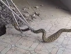 Garam Tidak Ampuh untuk Usir Ular, Benarkah Aroma Menyengat Bisa?