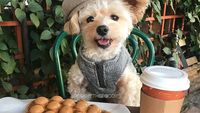 Gemas! Anjing Liar Ini Kini Jadi Foodies dan Selebgram Hobi Makan