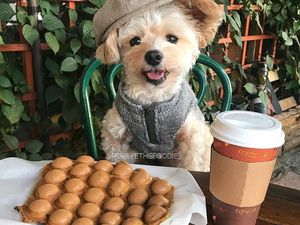 Gemas! Anjing Liar Ini Kini Jadi Foodies dan Selebgram Hobi Makan Gemas! Anjing Liar Ini Kini Jadi Foodies dan Selebgram Hobi Makan
