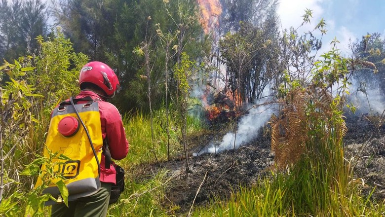 Kebakaran di Kawasan Hutan Gunung Semeru, Ini 5 Hal Diketahui