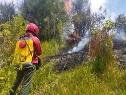 Kebakaran di Kawasan Hutan Gunung Semeru, Ini 5 Hal Diketahui