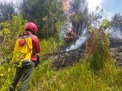 Kebakaran di Kawasan Hutan Gunung Semeru, Ini 5 Hal Diketahui