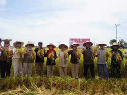 Wagub Kalteng Panen Perdana Padi Varietas IR 42/PB-42 di Pulau Pisang
