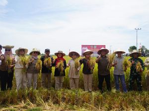 Wagub Kalteng Panen Perdana Padi Varietas IR 42/PB-42 di Pulau Pisang Wagub Kalteng Panen Perdana Padi Varietas IR 42/PB-42 di Pulau Pisang