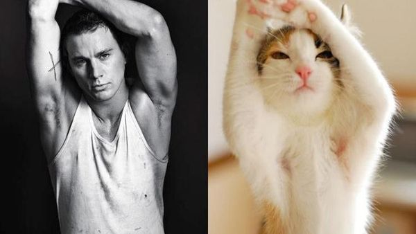 Pose Lucu Si Kucing Ikuti Gaya Model Pria