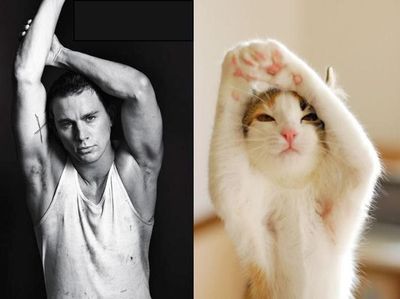 Pose Lucu Si Kucing Ikuti Gaya Model Pria