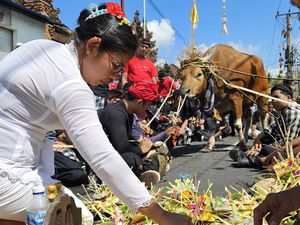 Tradisi Mecaru Mejaga-jaga di Bali: Arak Sapi Keliling Desa Tradisi Mecaru Mejaga-jaga di Bali: Arak Sapi Keliling Desa