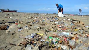 Aksi Bersih-bersih Sampah di Pantai Padang