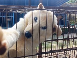 Kiat Memelihara Anjing Kintamani, Dijamin Tak Ribet!