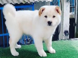 Anjing Kintamani, Si Lucu yang Friendly Anjing Kintamani, Si Lucu yang Friendly