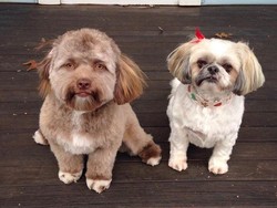 Bikin Heboh Warganet, Anak Anjing Ini Berwajah Mirip Manusia