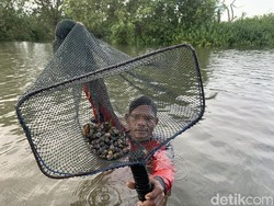 Melihat Nelayan Raup Cuan dari Budidaya Kerang Dara di Hutan Mangrove Medan