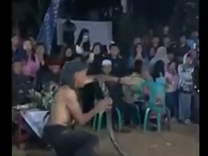 Malam Agustusan Mencekam Kala Bah Kobra Tewas Digigit King Kobra Malam Agustusan Mencekam Kala Bah Kobra Tewas Digigit King Kobra