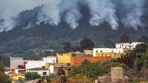 Penampakan Kebakaran Landa Hutan di Pulau Tenerife Spanyol