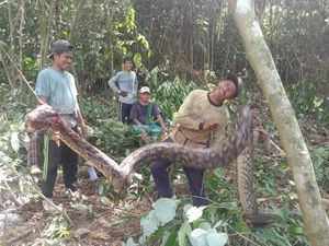 Cara Tak Biasa Warga Buol Sulteng Bantai Piton Raksasa 7 Meter Cara Tak Biasa Warga Buol Sulteng Bantai Piton Raksasa 7 Meter