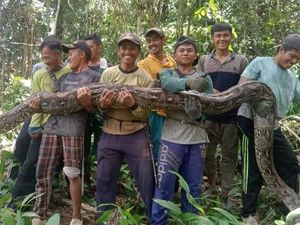 Ular Berukuran 7 Meter Bikin Heboh, Kini Sudah Ditebas Warga