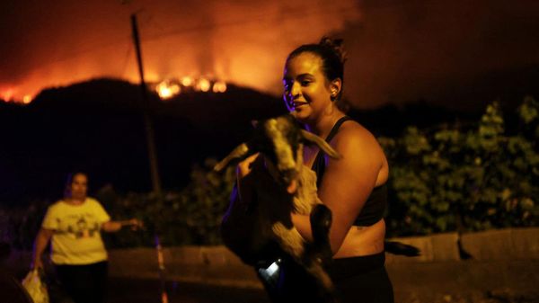 Hutan Masih Membara, Warga di Pulau Tenerife Evakuasi Ternaknya
