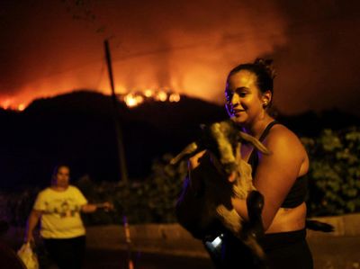 Hutan Masih Membara, Warga di Pulau Tenerife Evakuasi Ternaknya