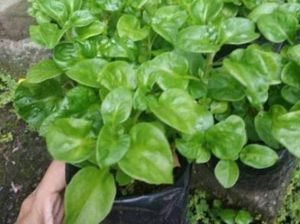 Mengenal Bayam Brazil: Ciri, Manfaat, dan Menu Olahannya Mengenal Bayam Brazil: Ciri, Manfaat, dan Menu Olahannya